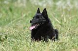 SCHIPPERKE 612